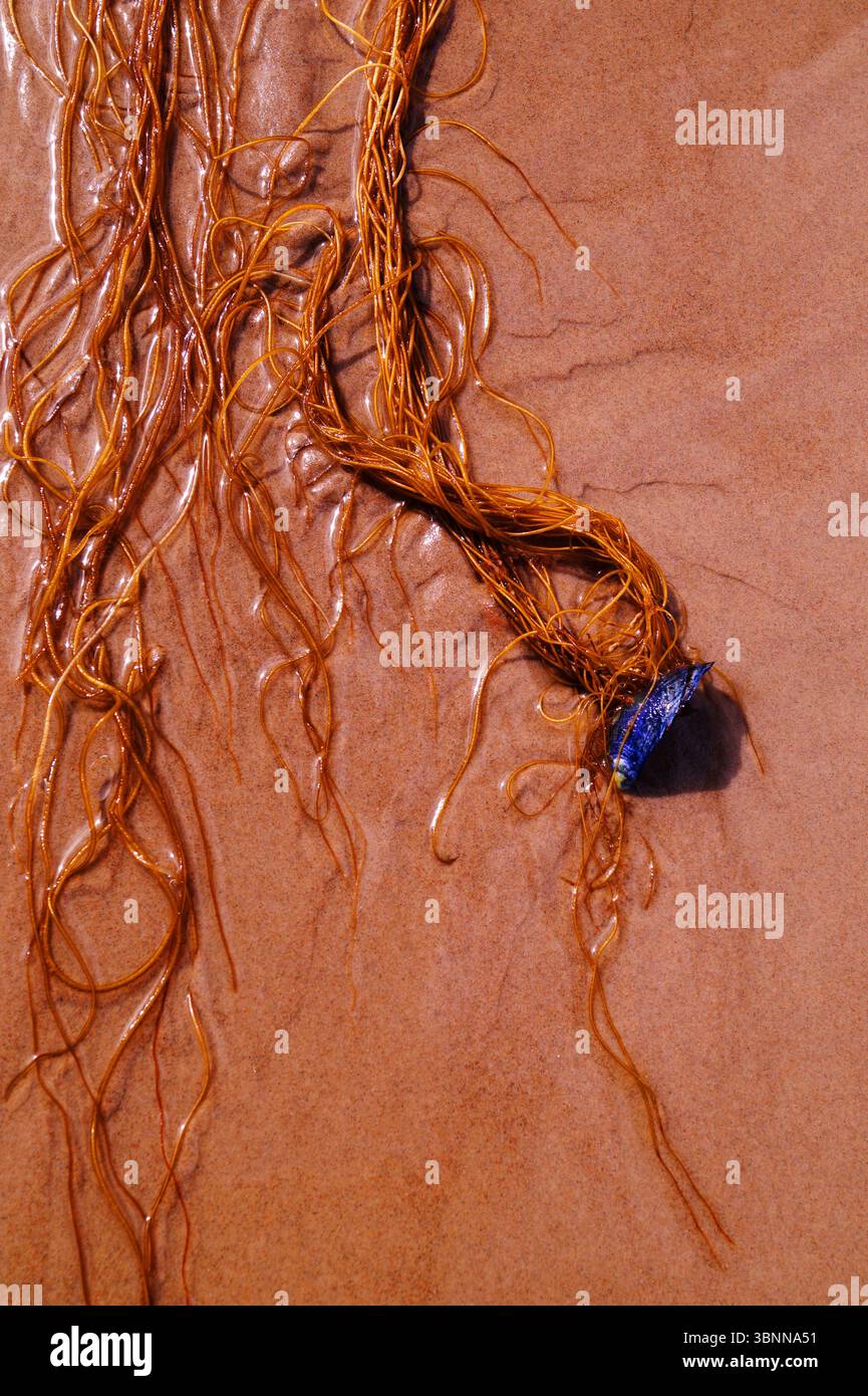 Una conchiglia blu con alghe giace nella sabbia umida della spiaggia Foto Stock