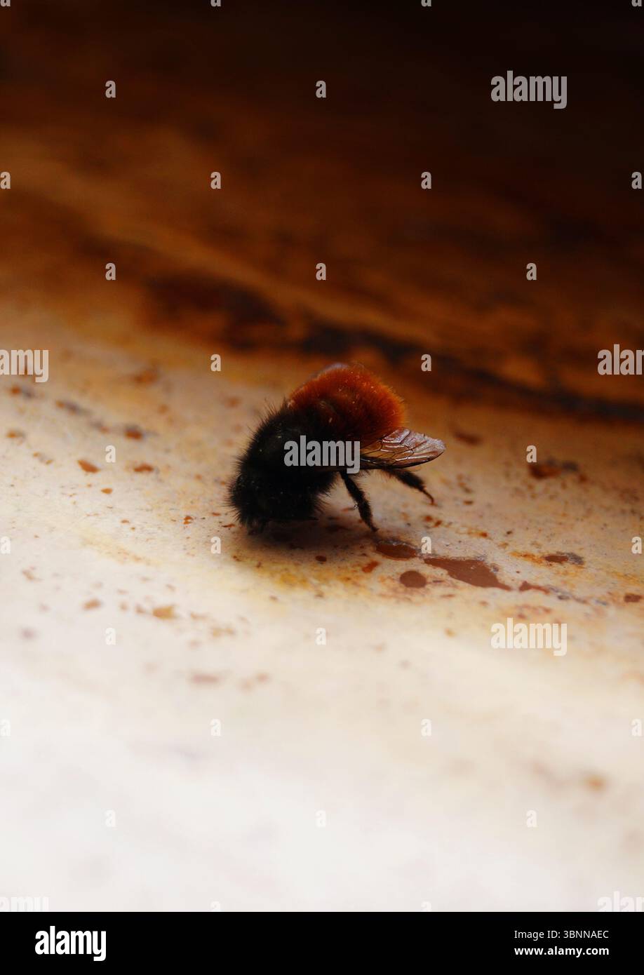 Un'ape bacia il terreno Foto Stock