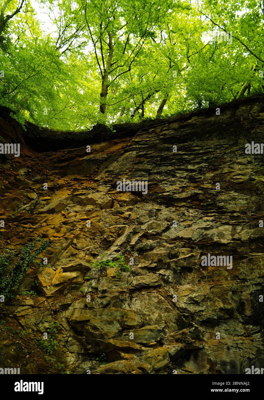 Nella foresta su una scogliera di pietra Foto Stock