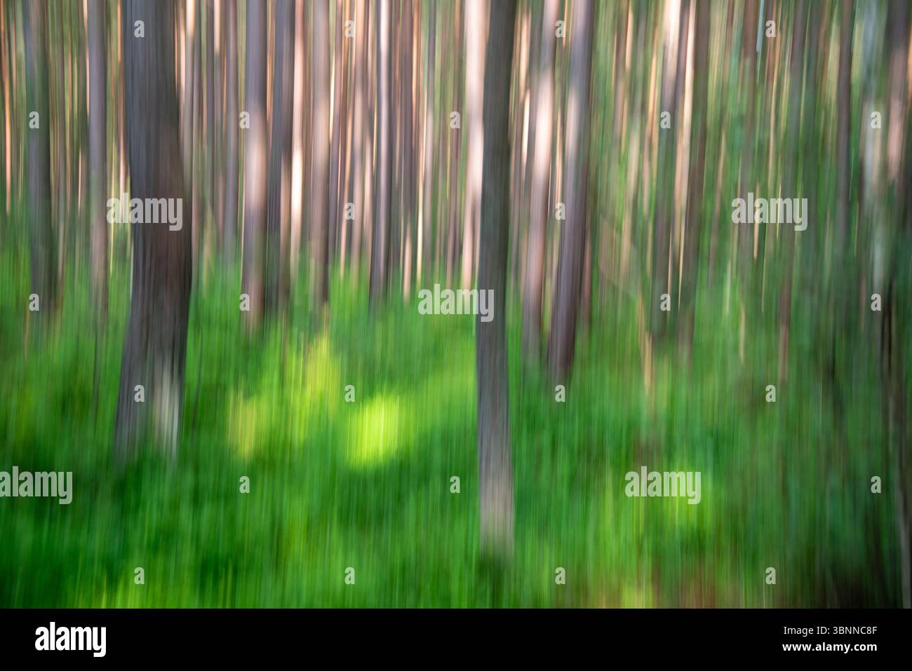 Foresta di pini nel Darßwald in motion blur, Prerow, Meclemburgo-Vorpommern, Germania Foto Stock