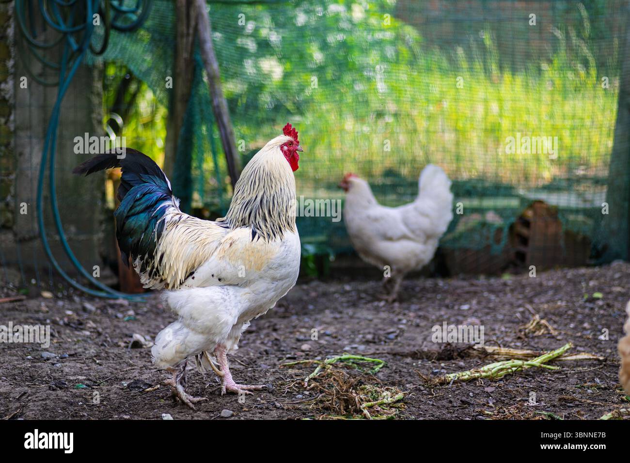 Un ritratto di un gallo in una fattoria con un ambiente naturale, che mostra il suo incredibile pettine rosso e il piumaggio colorato. Ideale per l'agricoltura e la vita rurale Foto Stock