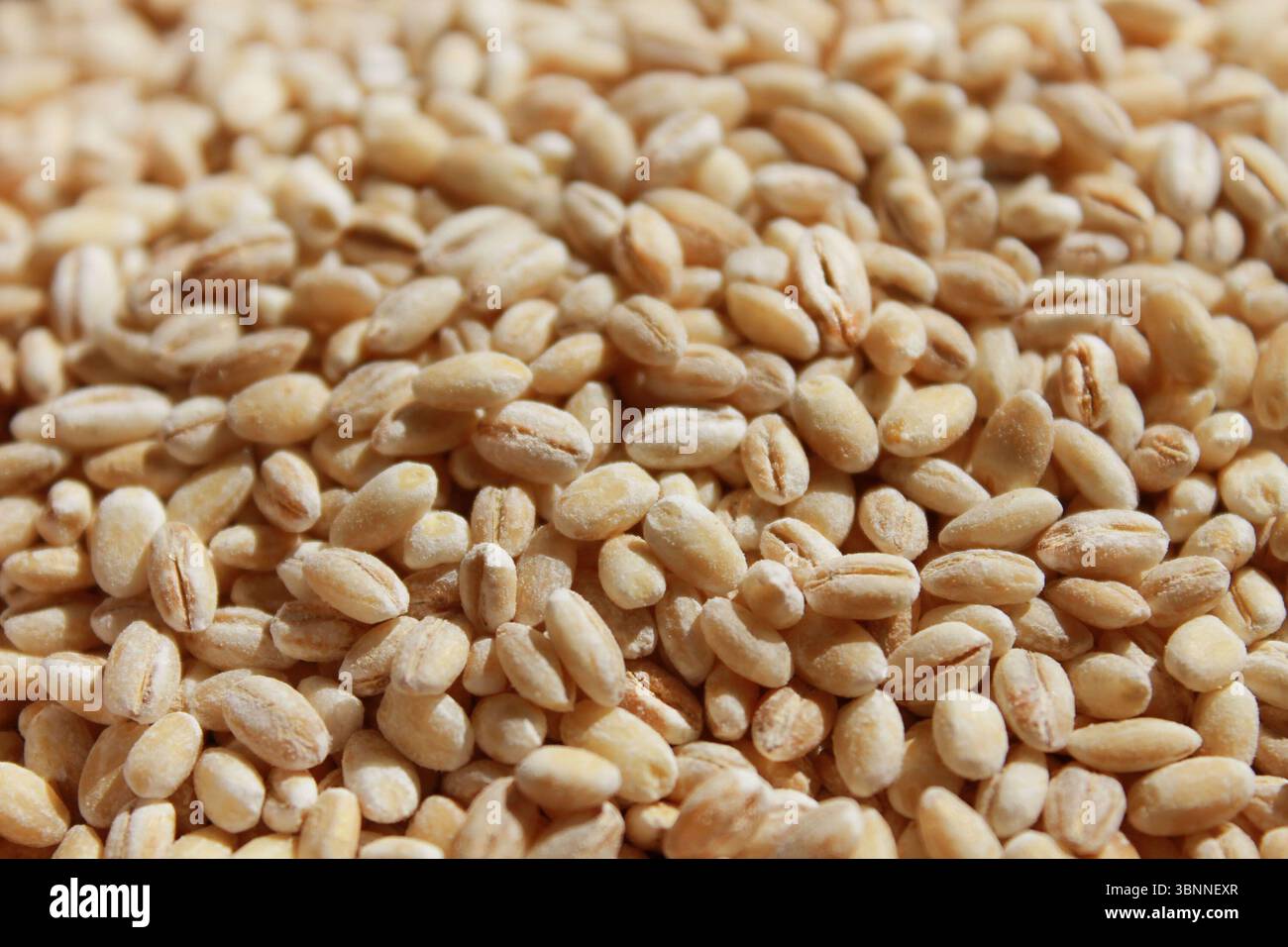 Primo piano dell'orzo perlato essiccato su fondo piatto. Foto Stock