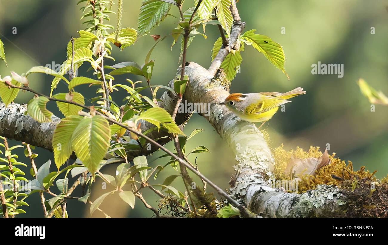Avvistatore con corona di castagno (Phylloscopus castaniceps) e vegetazione lussureggiante, Bhutan Foto Stock