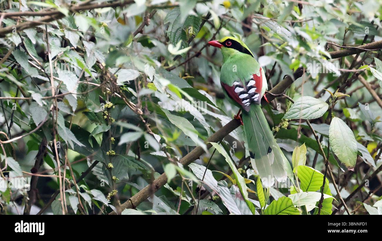 Magpie verdi comuni (Cissa chinensis), bell'uccello asiatico, Bhutan Foto Stock