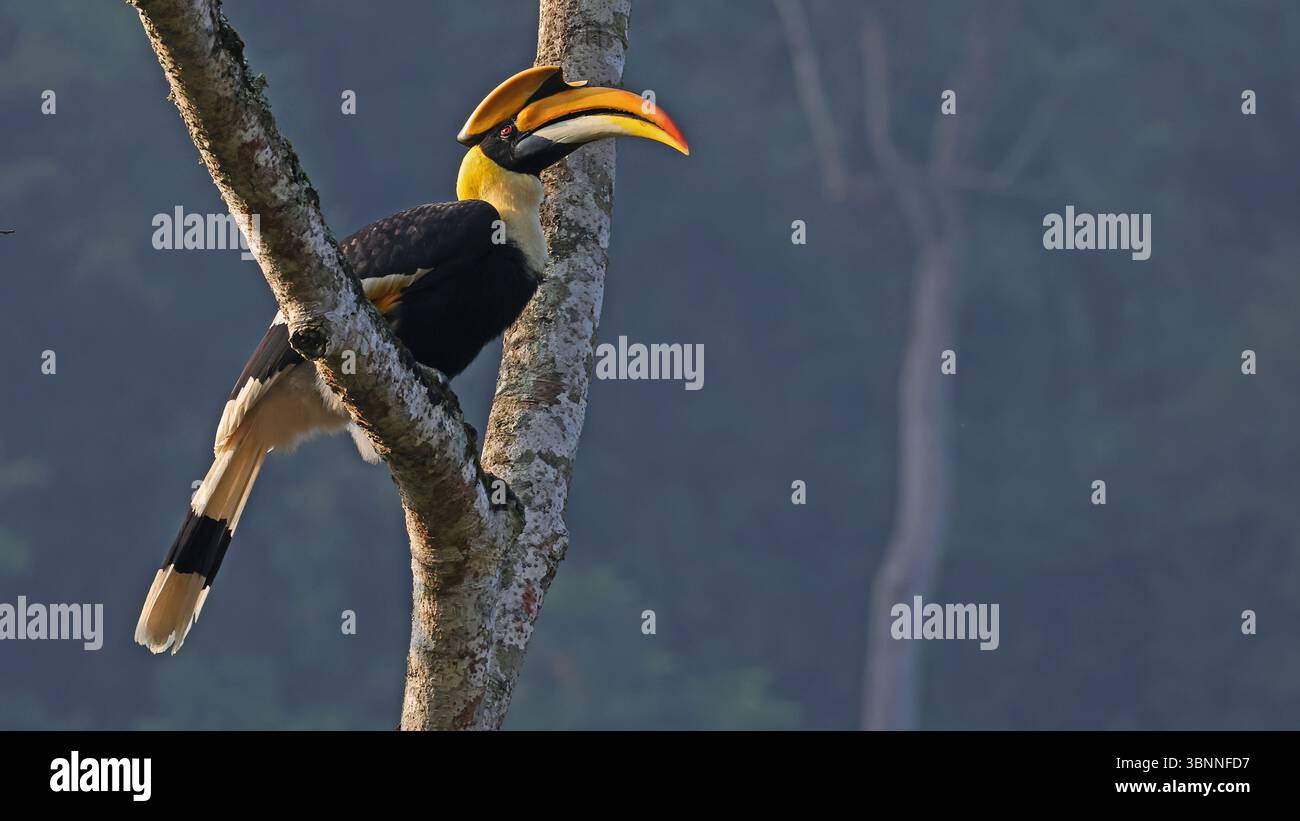 Grande carneficina (Buceros bicornis), Bhutan Foto Stock