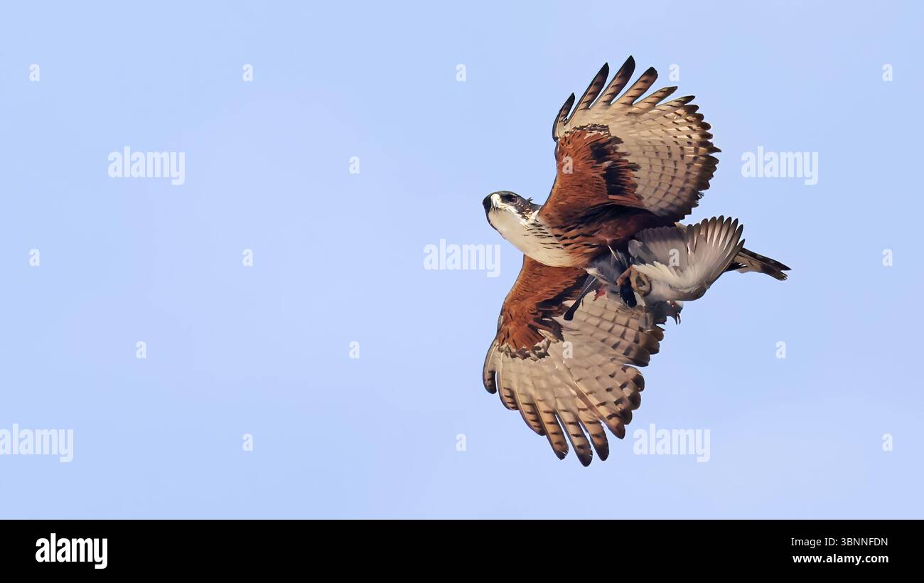 Aquila panciuta (Lophotriorchis kienerii) in volo con la preda, Bhutan Foto Stock