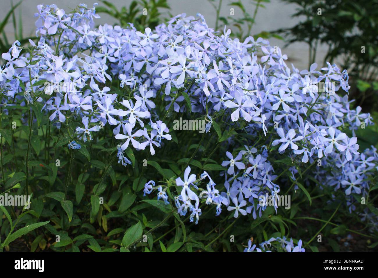 phlox phlox blu selvatico Divaricate. Chiamato anche Woodland phlox e Wild Sweet William. Foto Stock