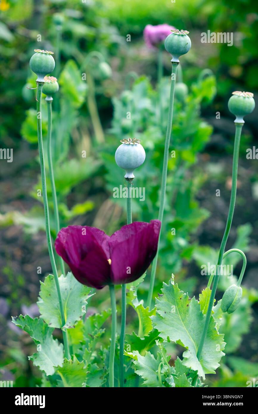 Papver verticale papver verniferum "Laurens Grape" con foglie grigie e teste di semi in fiore giardino di luglio 2025 Regno Unito Gran Bretagna KATHY DEWITT Foto Stock
