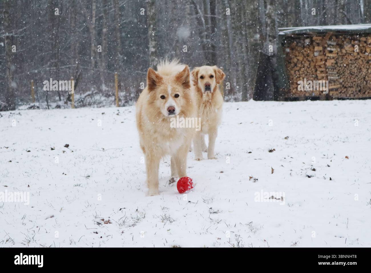 Cani che giocano sulla neve in inverno. Foto Stock