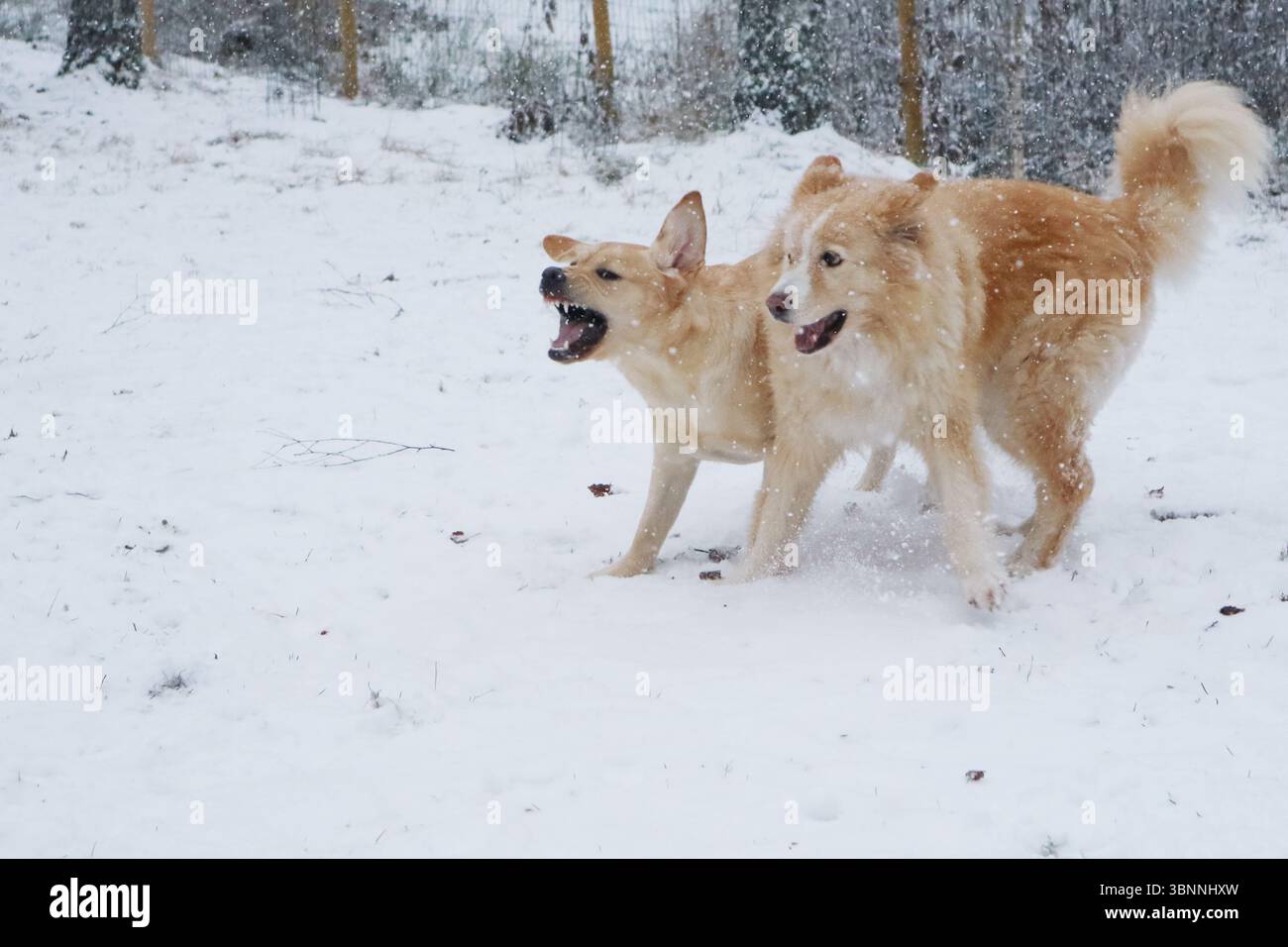 Cani che giocano sulla neve in inverno. Foto Stock