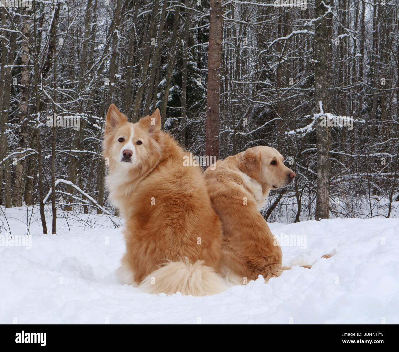 Due cani seduti nella neve e che guardano indietro. Foto Stock