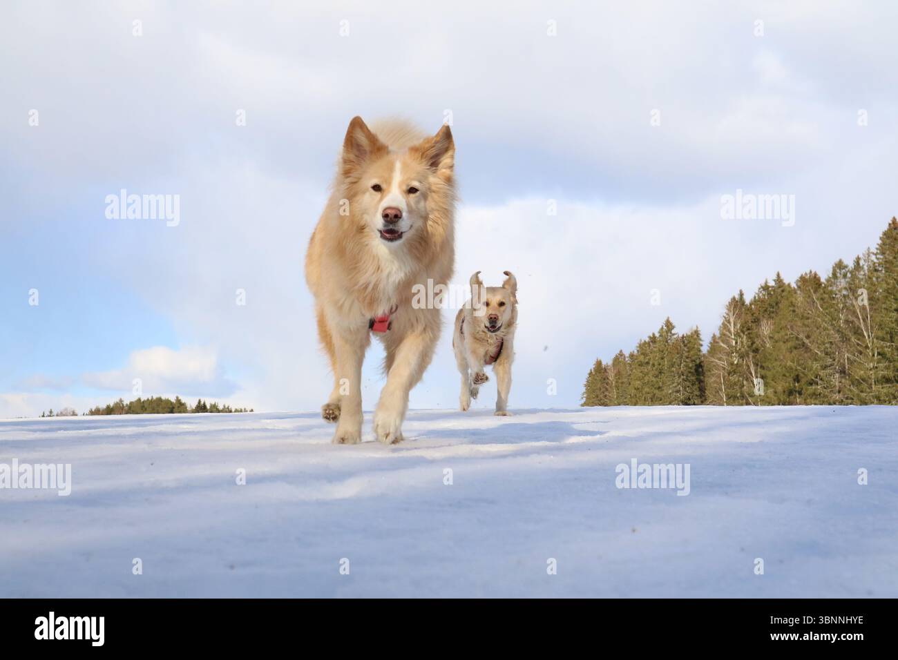Cani che giocano sulla neve in inverno. Foto Stock
