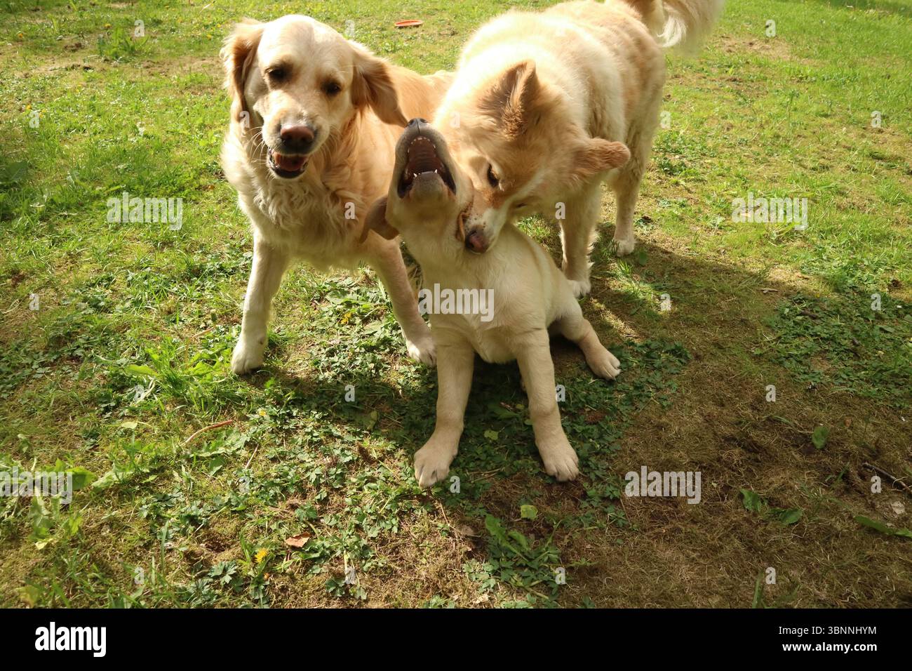 I tuoi cani giocano. Foto Stock