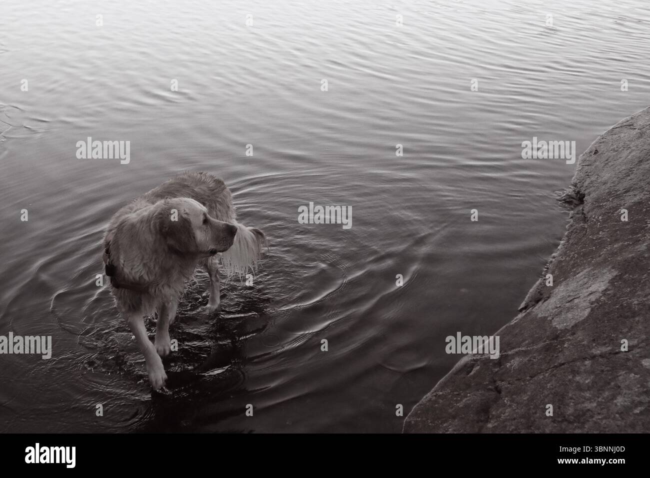 Un Golden retriever chiamato Lumi sulle rive del lago Meiko a Kirkkonummi, in Finlandia. Foto Stock