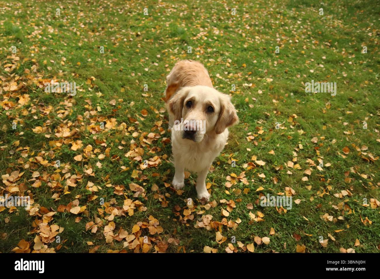 Golden retriever di nome Lumi. Foto Stock