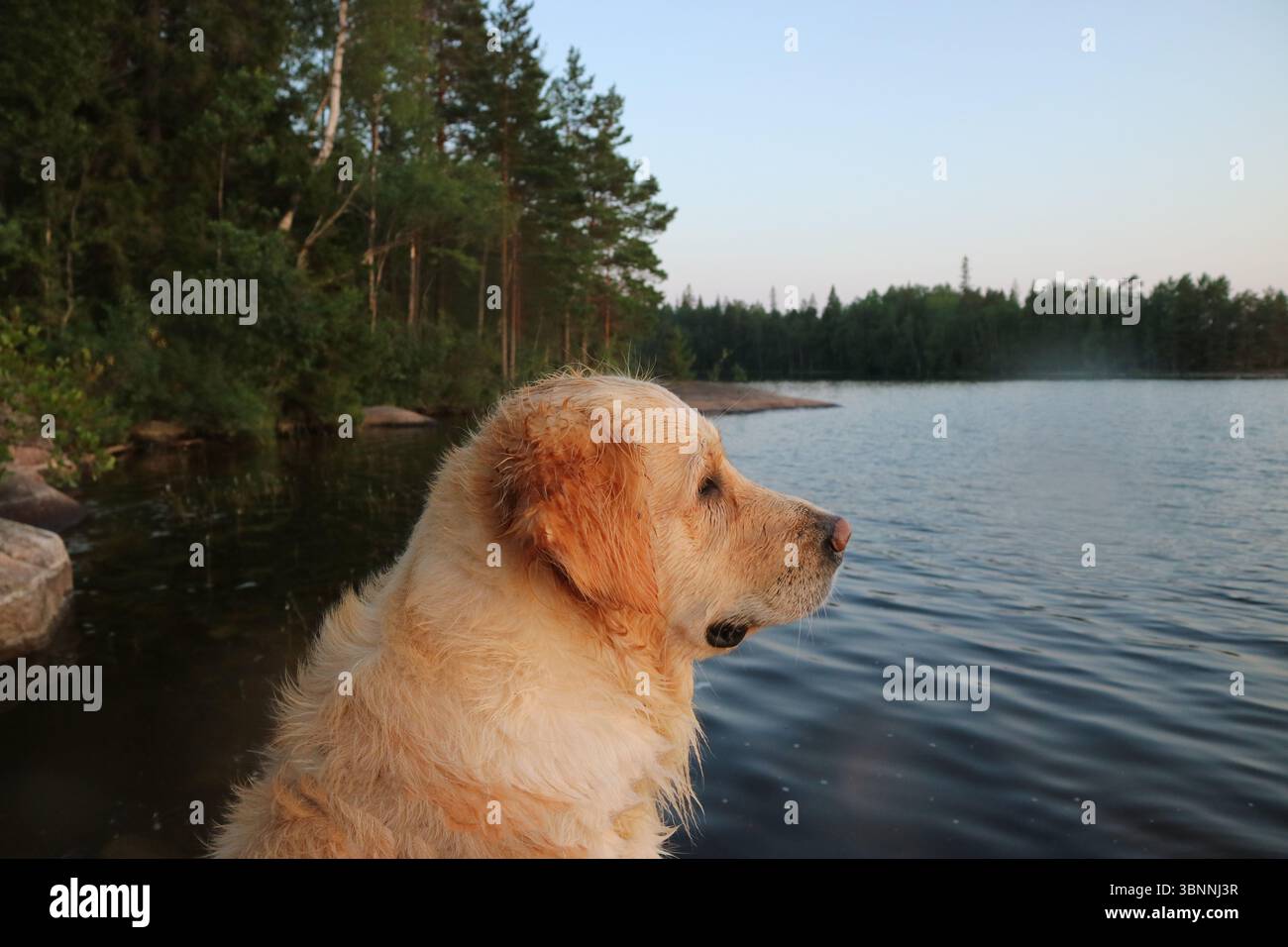 Golden retriever che guarda su un lago. Foto Stock