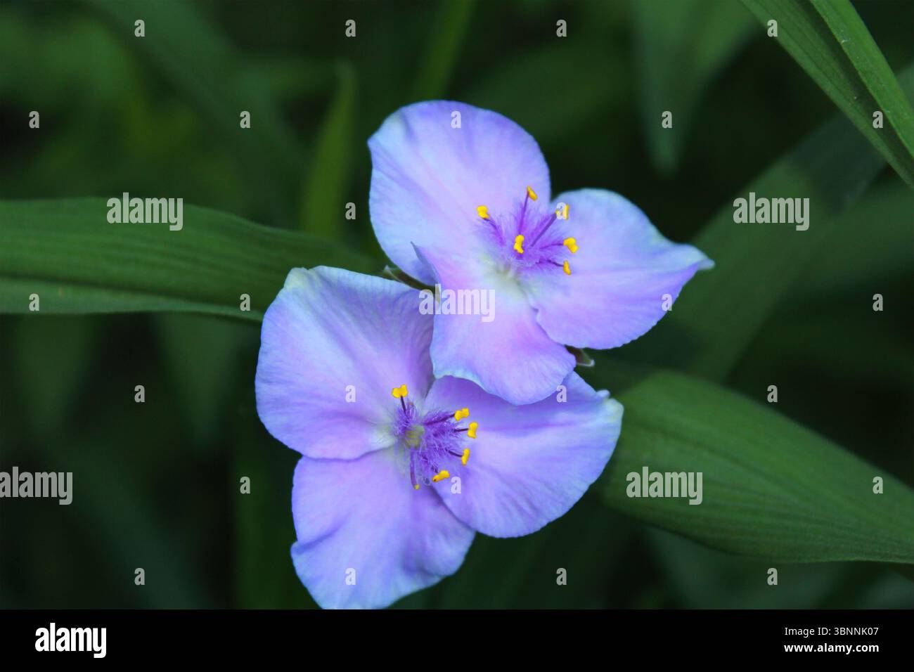 Tradescantia (Tradescantia virginiana) in fiore. Foto Stock