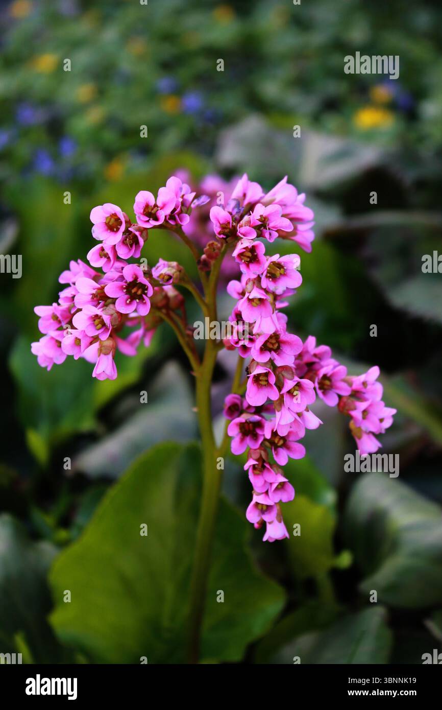 Bergenia (badan) con fiori rosa. Foto Stock