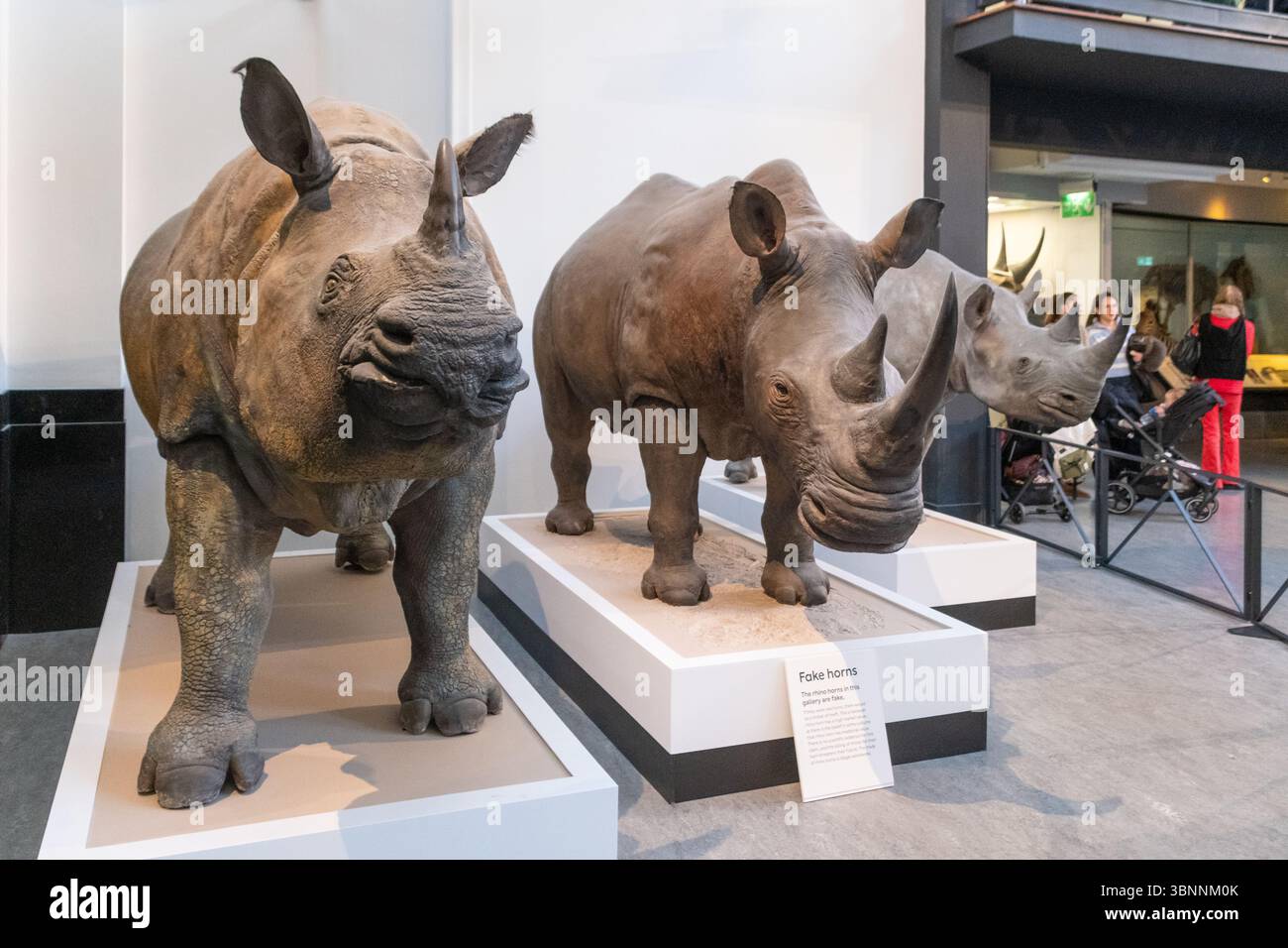 Gruppo di tassidermi di rinoceronte nero (Diceros bicornis) esposti al Museo di storia naturale di Londra. Foto Stock