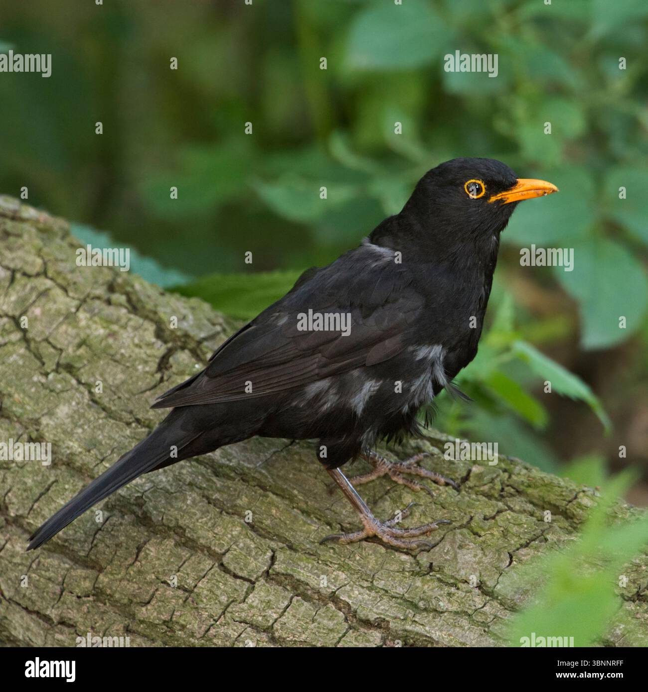 Uccello nero comune ( Turdus merula ), maschio con becco d'arancia, arroccato, seduto in un bell'ambiente circostante su un albero caduto, uccello nativo comune e ben noto, W Foto Stock