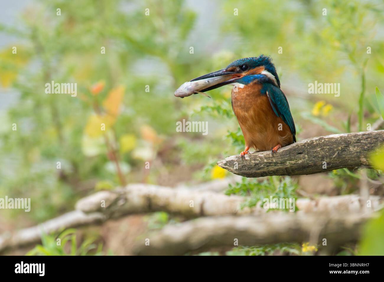 Kingfisher comune (Alcedo atthis) con preda in ambiente naturale, che tiene un pesce nel becco con la testa per prima. Foto Stock