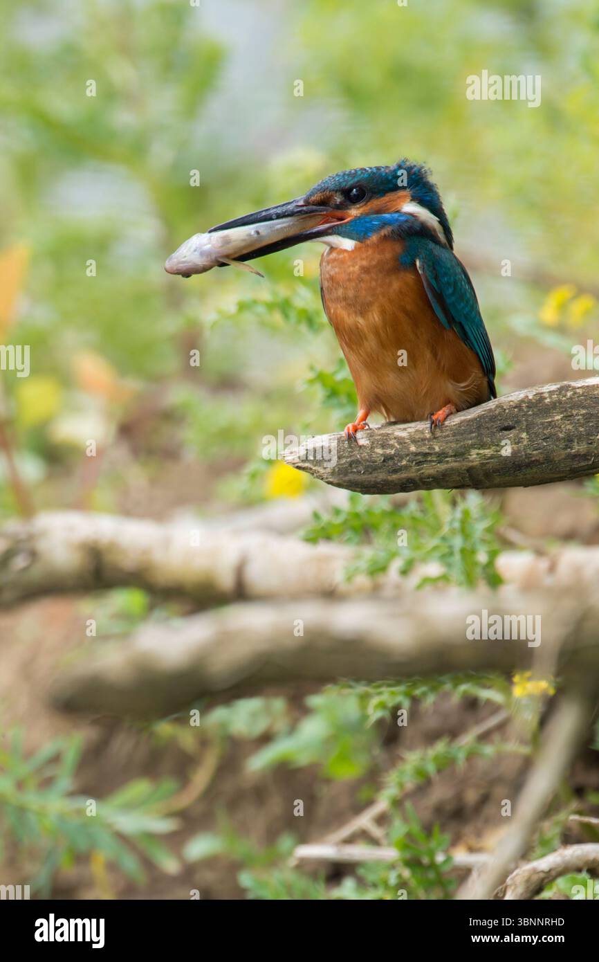 Kingfisher comune (Alcedo atthis) in ambiente naturale che tiene in mano un pesce con la testa per prima. Foto Stock