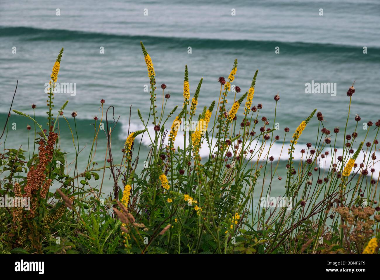 La vegetazione costiera, caratterizzata da vibranti fiori gialli e teste di semi secchi, si erge in primo piano, affacciata sul profondo oceano blu-verde Foto Stock