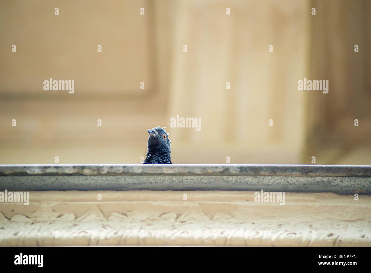 Primo piano della testa di un piccione su una sporgenza di un edificio a Parigi. Uno spettacolo comune che cattura la vita della città. Foto Stock