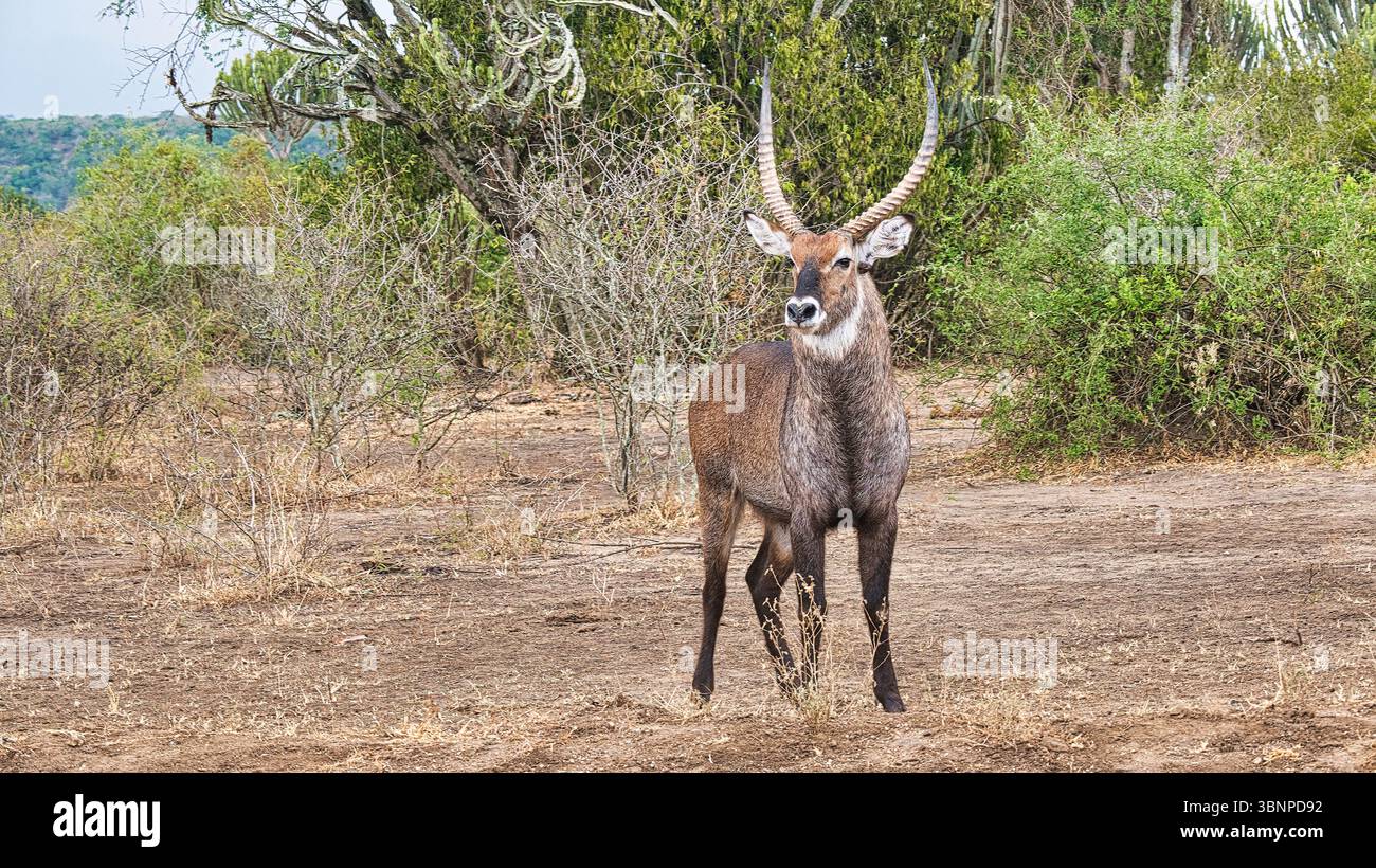 Waterbuck con corna ricurve in bonifica del Bush in Uganda Foto Stock