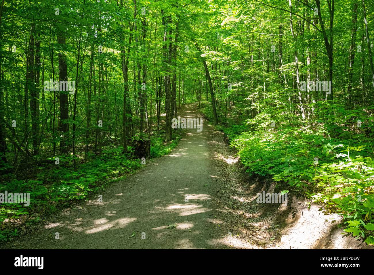 Ampio sentiero panoramico nella foresta nel verde lussureggiante del Gatineau Park, Quebec, Canada. Il sentiero è ben calpestato e circondato da alberi alti. Foto Stock