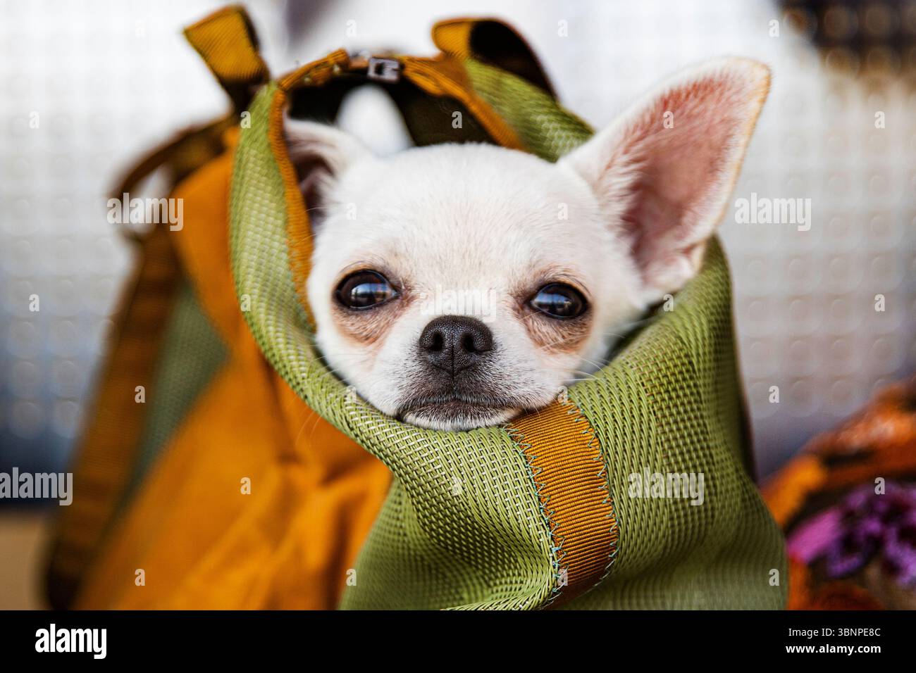 Chihuahua bianco in un portabicchieri, bel ritratto di un cane piccolo Foto Stock