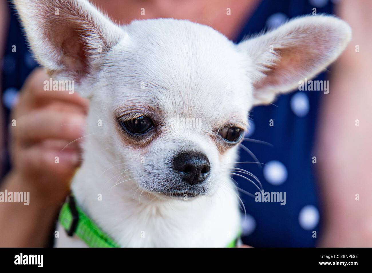 Carino cane Chihuahua, il preferito della famiglia. ritratto di un cane piccolo Foto Stock