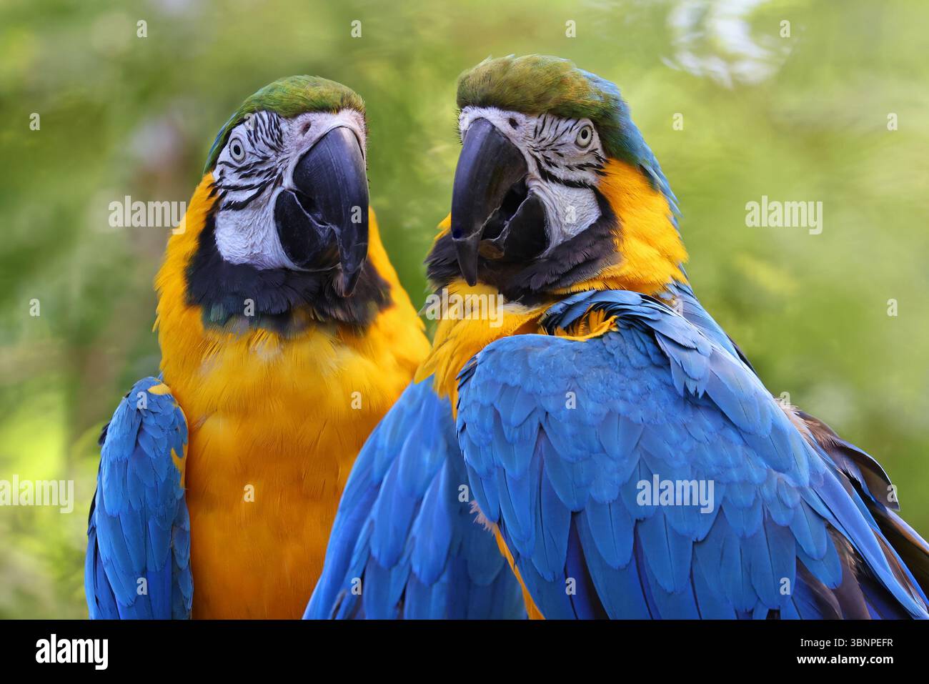 Ritratto Macaws blu e giallo su sfondo verde Foto Stock
