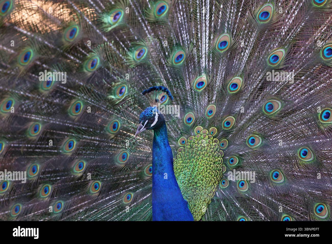 Ritratto pavone con la coda aperta, zoom avanti Foto Stock