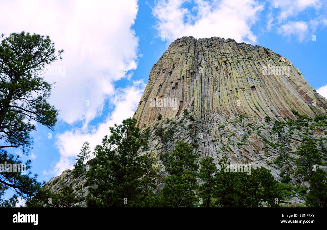 Le ripide colonne della Devils Tower si stagliano dietro una fitta tettoia forestale, incorniciata da alti pini. Questo angolo evidenzia l'immensa scala del monumento. Foto Stock