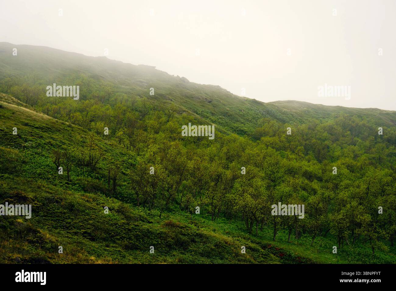 Un'estate nebbiosa a White Butte, il punto più alto del North Dakota. Le colline verdi ondulate e la bassa nebbia creano un paesaggio sereno e suggestivo. Foto Stock
