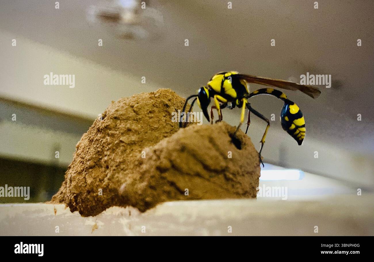 Una vespa gialla e nera affollata che costruisce il suo nido, mostrando la maestria artigianale della natura e i dettagli intricati Foto Stock