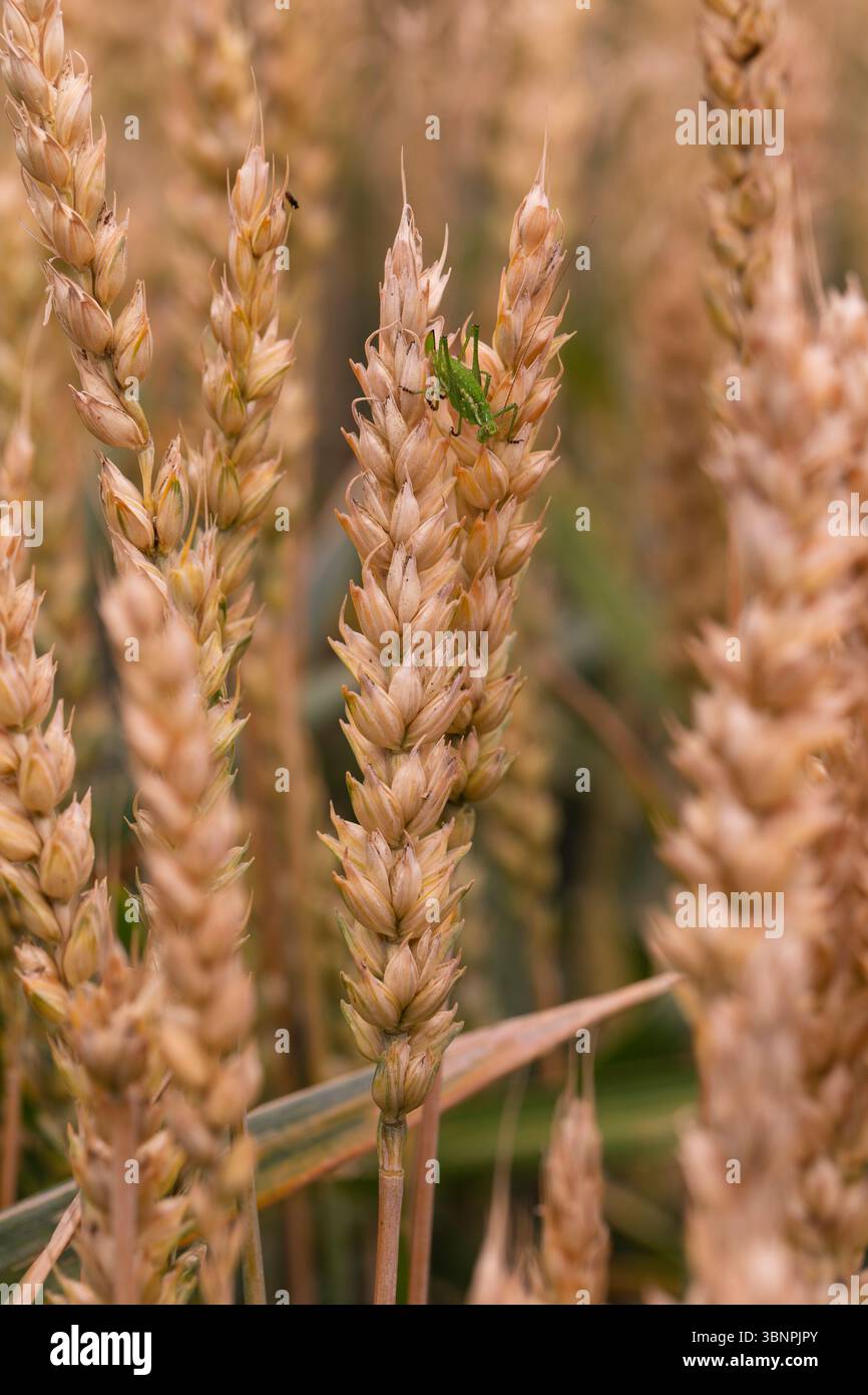 Parassiti naturali sul grano dorato in macro dettaglio, evidenziando la simbiosi e le sfide dell'agricoltura con gli insetti nei campi di grano biologico Foto Stock
