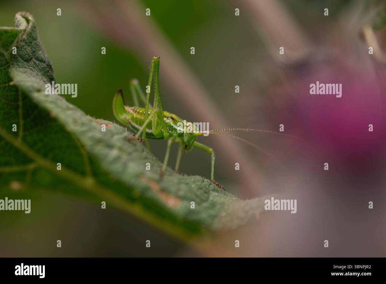 Foto macro di katydid verde su foglie di piante testurizzate con luce naturale soffusa, che enfatizza le interazioni tra micro animali selvatici e insetti nella loro abitudine Foto Stock