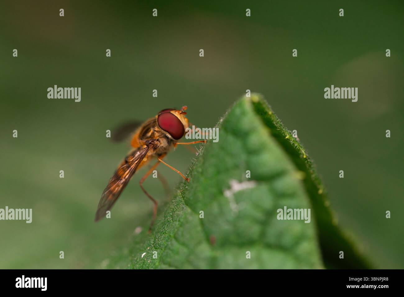 Immagine macro Hoverfly su foglia con messa a fuoco selettiva, che mostra il comportamento naturale degli insetti e la morfologia nell'ambiente del giardino Foto Stock