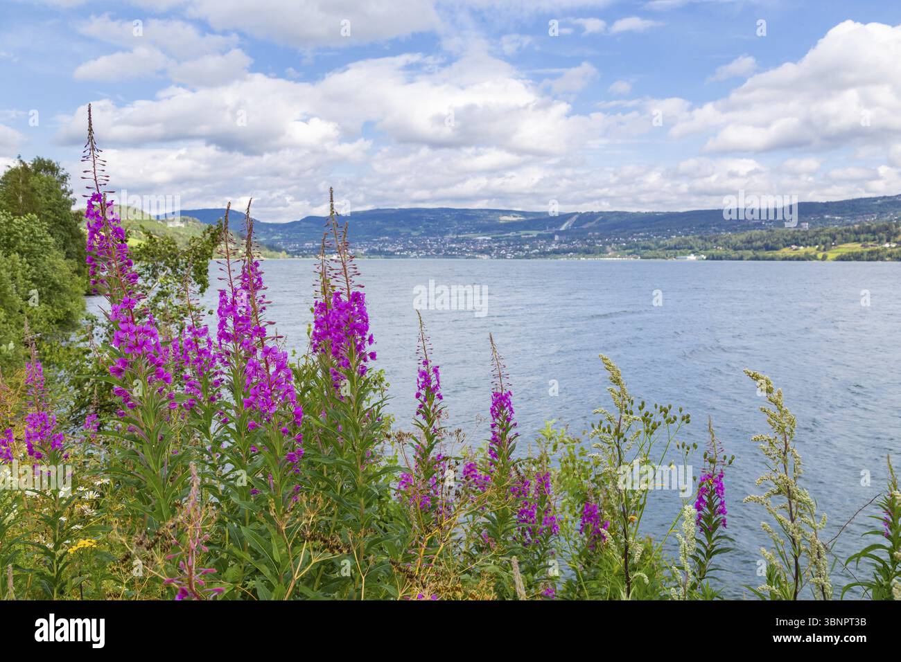 Ammira la città di Lillehammer, la regione di Innlandet in Norvegia con la losestrife viola o la lythrum salicaria di fronte, Lillehammer, Noorwegen Foto Stock