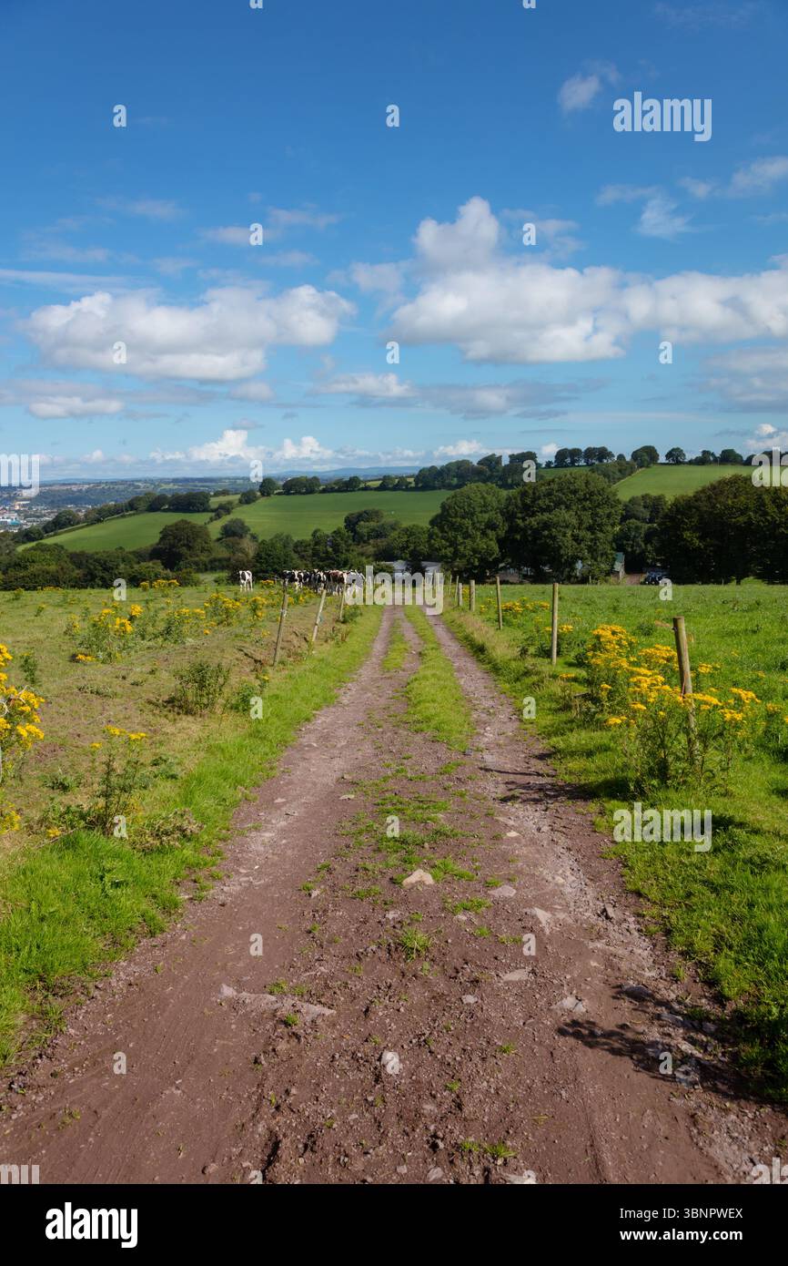 Il design piatto mostra la pista sterrata con recinzione in legno e mucche da pascolo contro le colline ondulate Foto Stock