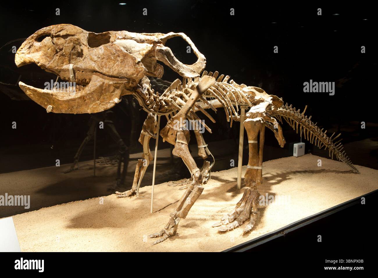 Scheletro completo in posizione uprigth di Protoceratops, Cretaceo superiore - età Djadokhtian, 80-85 milioni di anni -. Trovato nel deserto del Gobi in Mongolia. Co Foto Stock