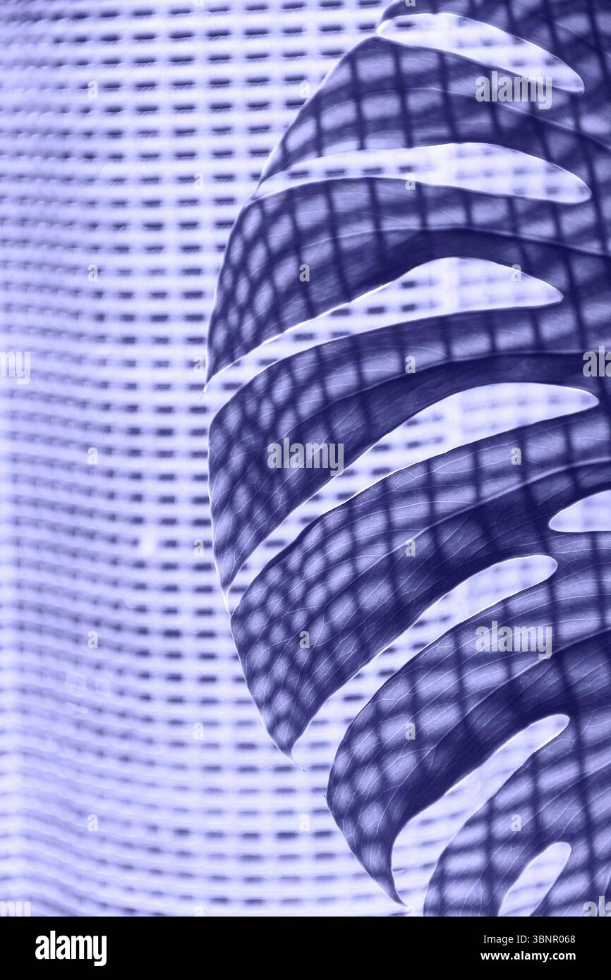 Foglia di monstera vegetale tropicale con ombra tenda colore molto peri dell'anno 2022 Foto Stock