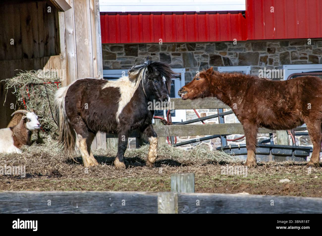 Un cavallo marrone e bianco si trova di fronte a un fienile rosso. Una capra si sta stendendo sullo sfondo Foto Stock