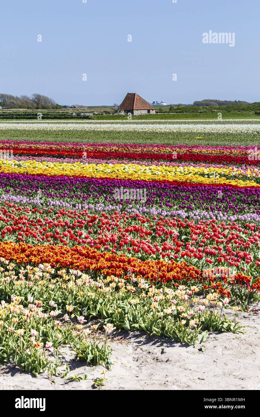 Campo di tulipani sulla waddenisland Texel nei Paesi Bassi, con un tipico fienile di pecore sullo sfondo, Den Hoorn Texel, Nederland Foto Stock
