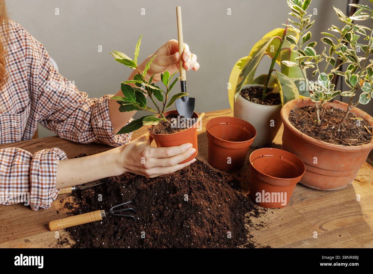 Primo piano di una donna che si prende cura delle piante domestiche utilizzando attrezzi da giardino e terreno a casa, cura delle piante in interni e concetto di vita ecologica Foto Stock