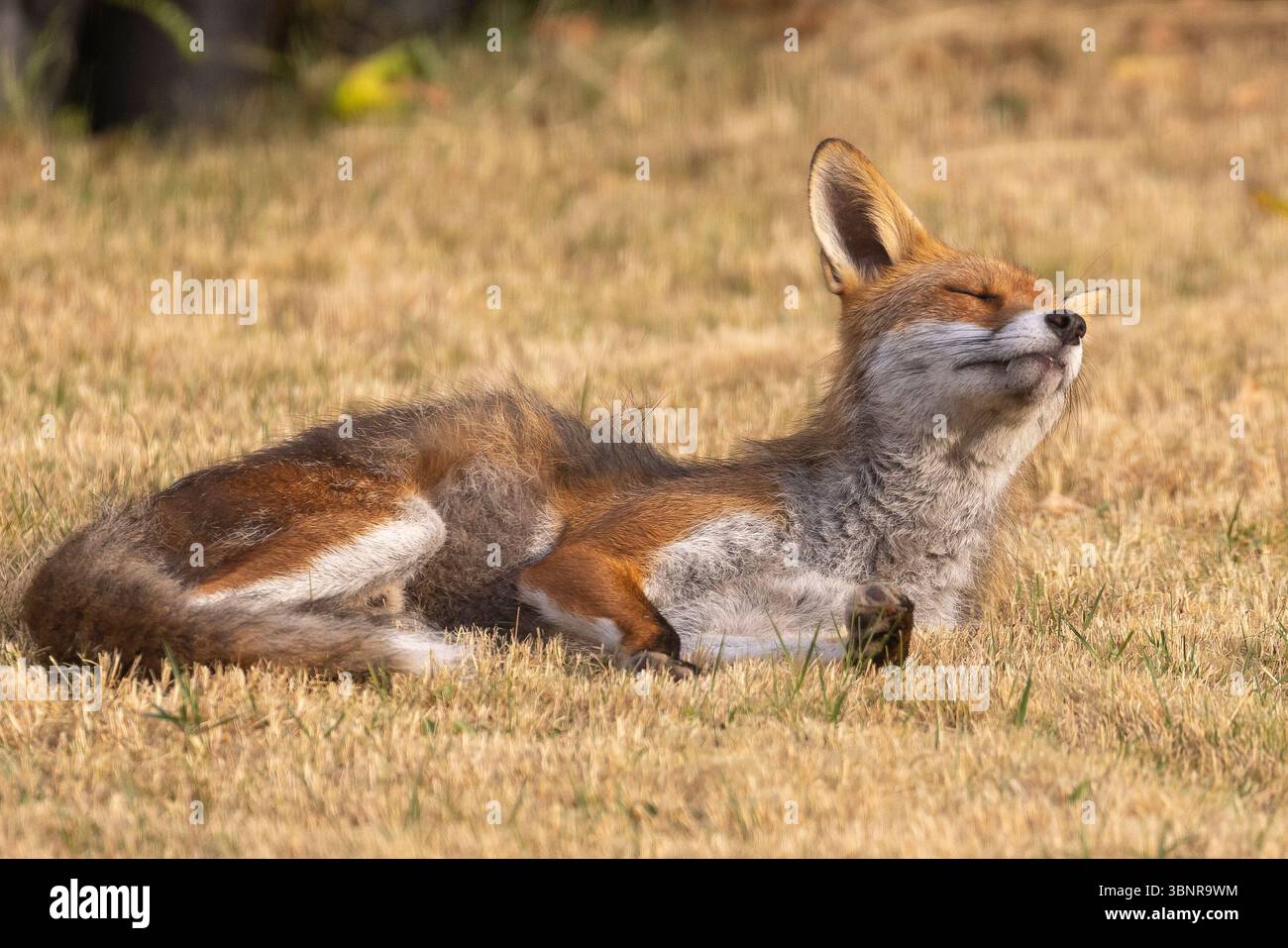 Kidderminster, Regno Unito. 4 luglio 2025. Meteo nel Regno Unito: Una volpe rossa selvaggia si gode completamente il sole estivo, crogiolandosi al caldo mattutino di un giardino sul retro del Worcestershire prima che le cose diventino un po' troppo calde più tardi! Accreditamento Lee Hudson/Alamy Live News Foto Stock