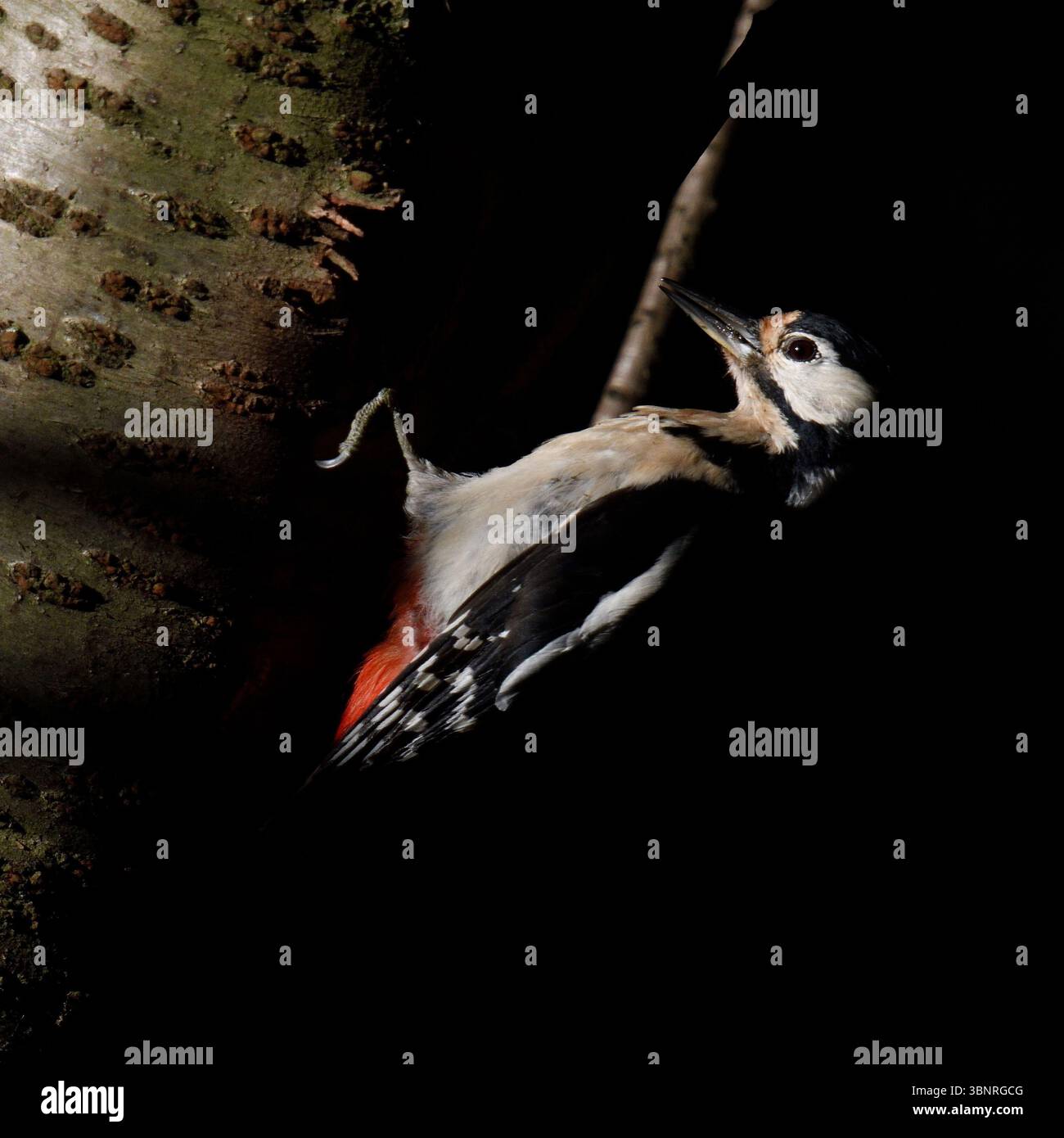 Grande picchio maculato arroccato in un buco di nidificazione nel bosco, nella fauna selvatica, in Europa. Foto Stock