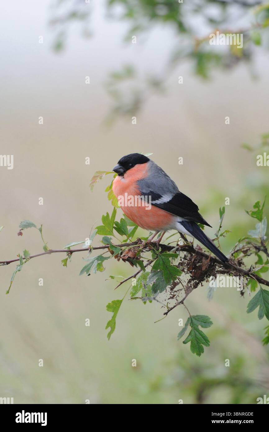 Bellissimo Bullfinch eurasiatico colorato in primavera, colorato, famoso e famoso uccello canoro in tutto il Europe.beautiful Foto Stock